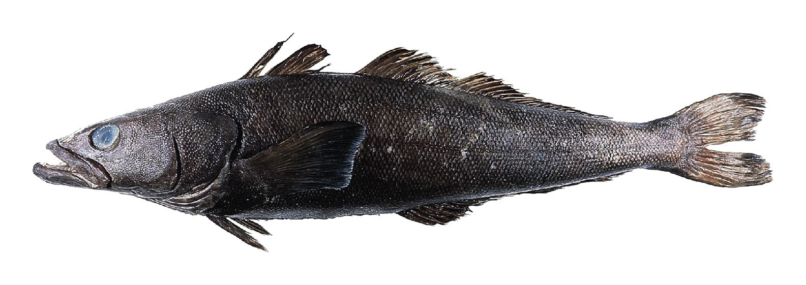 Illustration of a toothfish