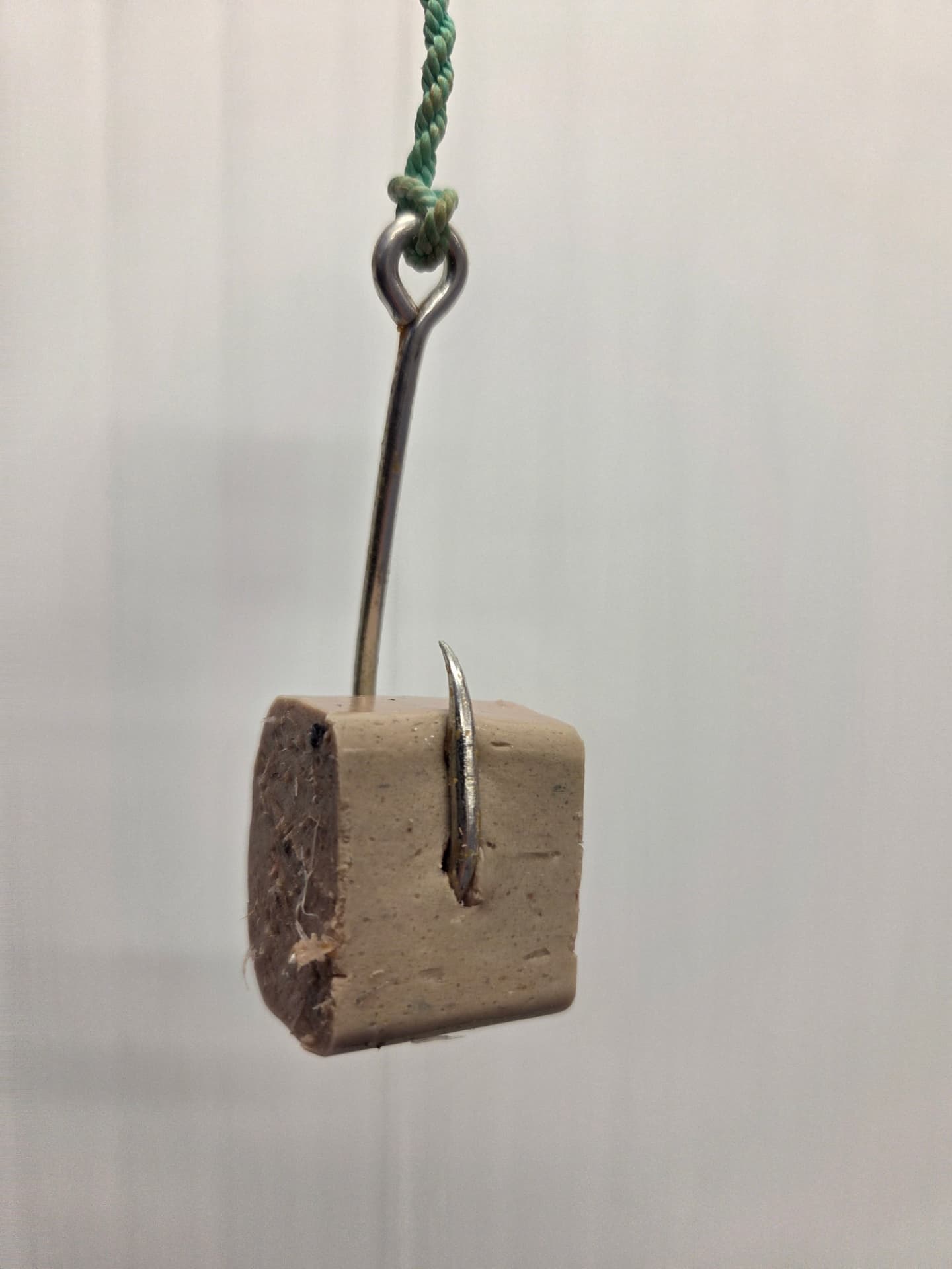 Square-cut bait piece pierced by a longline hook