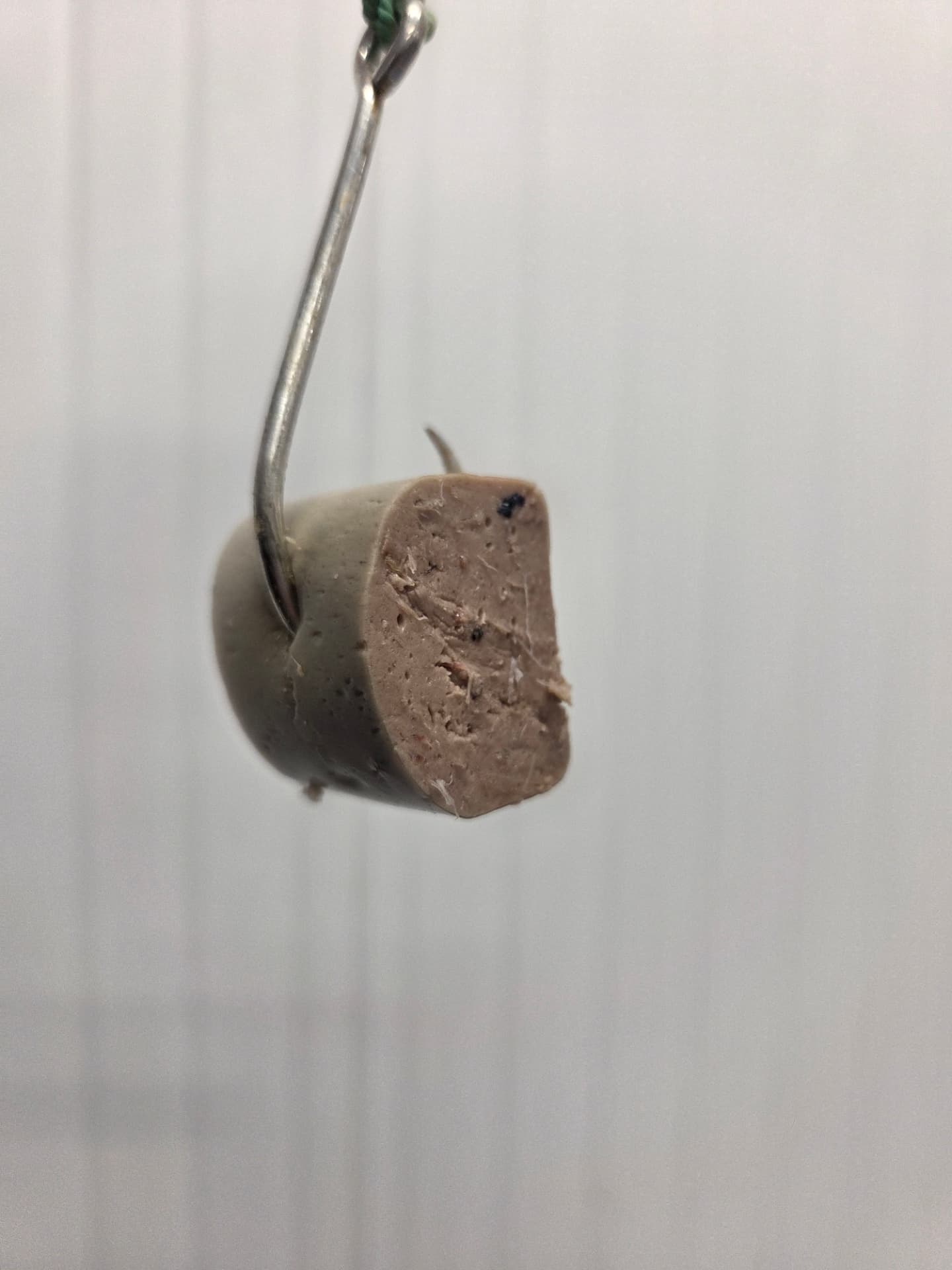 Bait piece on a longline hook seen at an angle
