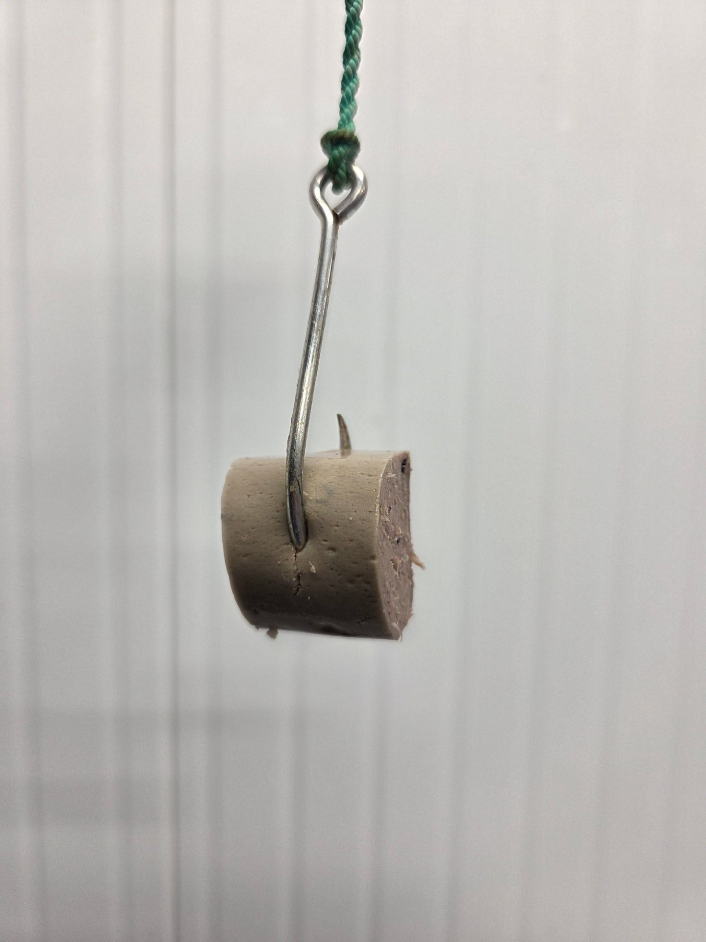 Bait piece on a longline hook hanging from a snood
