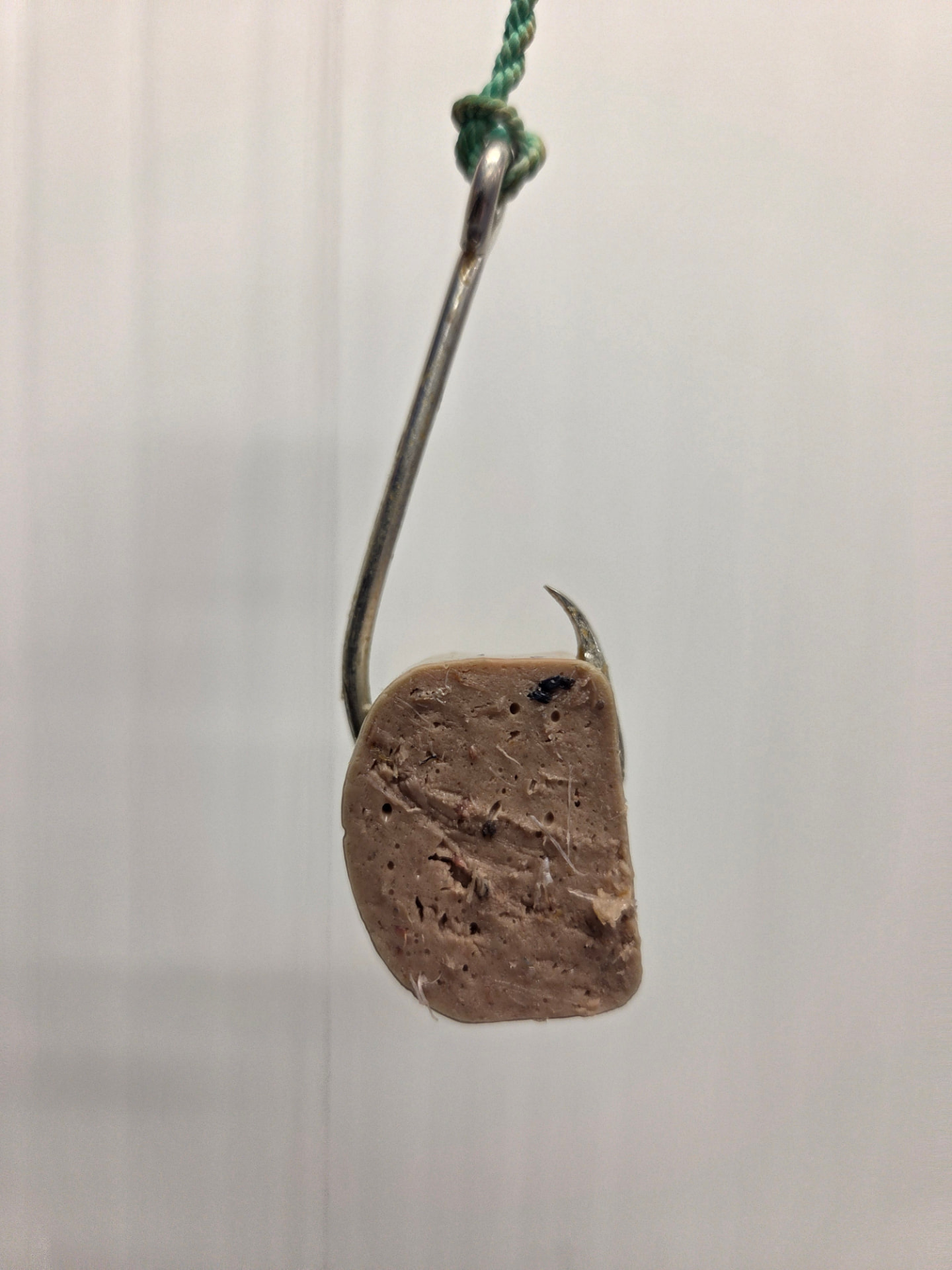 Bait slice on a longline hook seen from the cut face